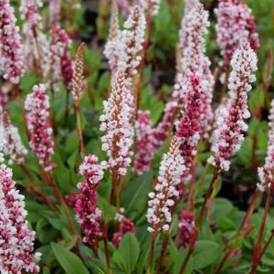 Persicaria affinis 'Darjeeling Red' ---